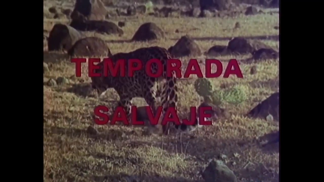 Temporada Salvaje - Pelicula Mexicana Completa