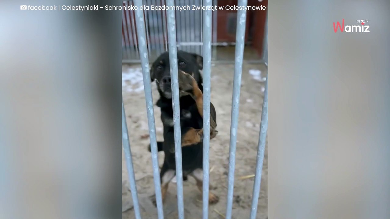 Dog has the most adorable way of asking for a home, but will he ever find one?