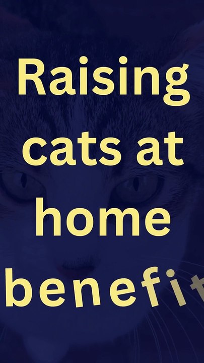Raising cats at home benefits #pets_birds #cats_care #raising_cats