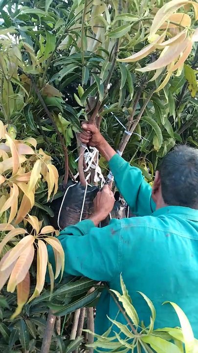 Mego Faernig Kaise Karein? आसान और प्रभावी तरीके 🧙️