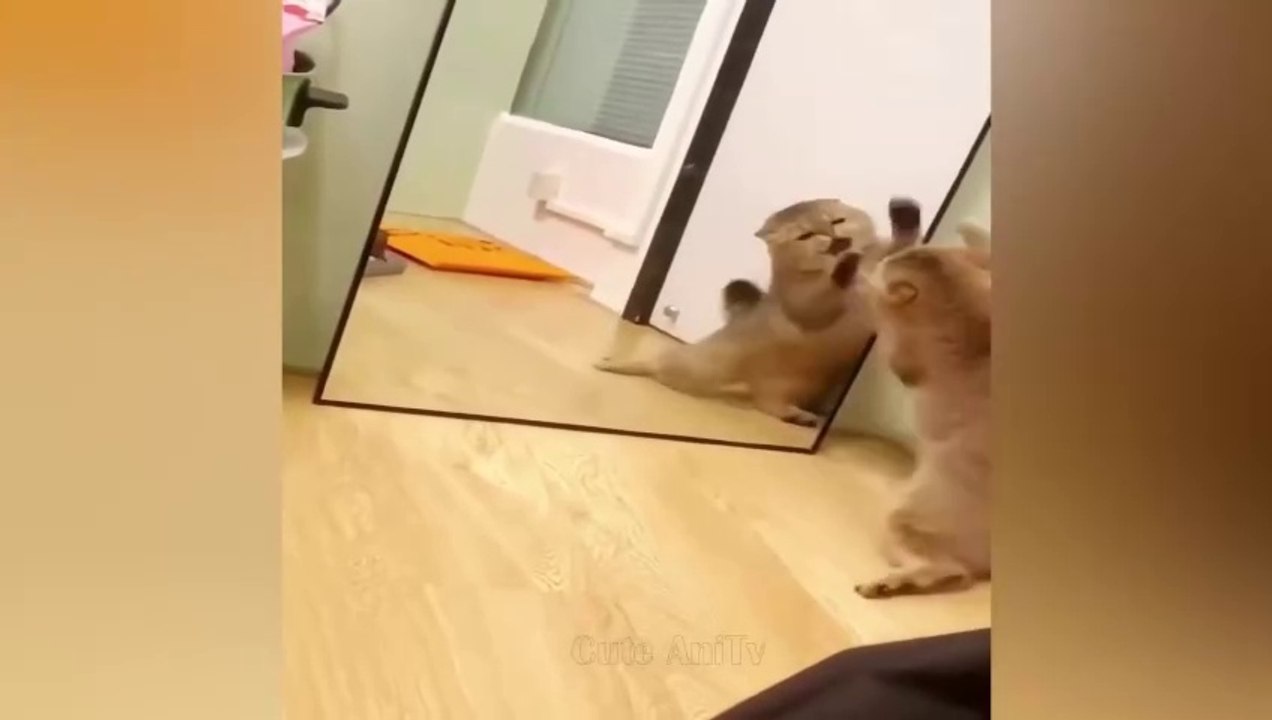 New Funny Videos 2023  Cutest Cats and Dogs