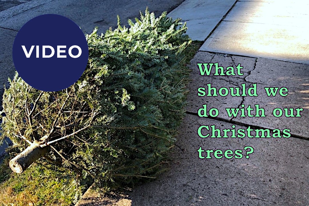 4 Ideas to reuse your old Christmas tree