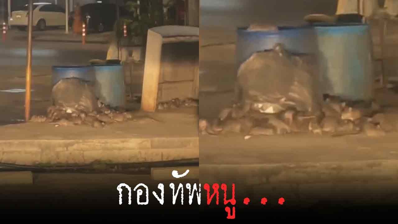 มาเป็นกองทัพ เห็นแล้วถึงกับขนลุก !