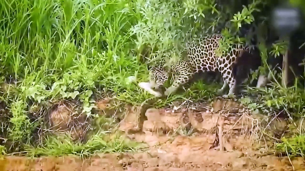 LES PLUS GRANDS COMBATS D'ANIMAUX SAUVAGES FILMÉS PAR CAMÉRA