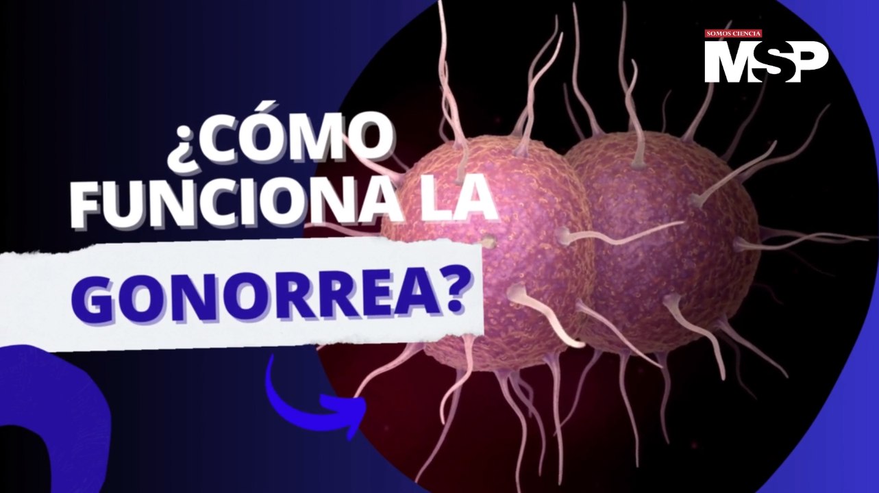 ¿Qué es y cómo funciona la gonorrea? - #ExclusivoMSP