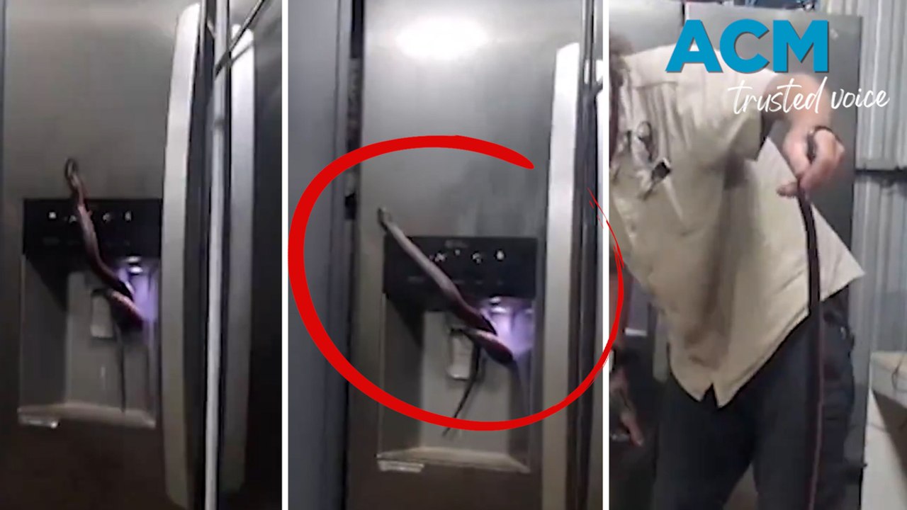 Snake found entangled in fridge