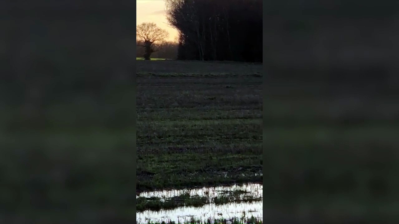 Big cat sighting in Cheshire