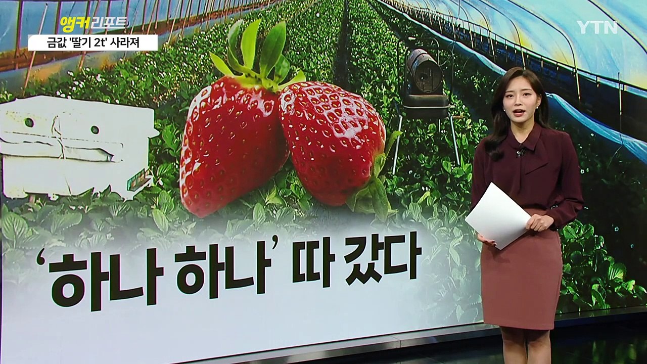 '금값' 딸기...하나 하나 따서 훔쳐간 도둑[띵동 이슈배달] / YTN