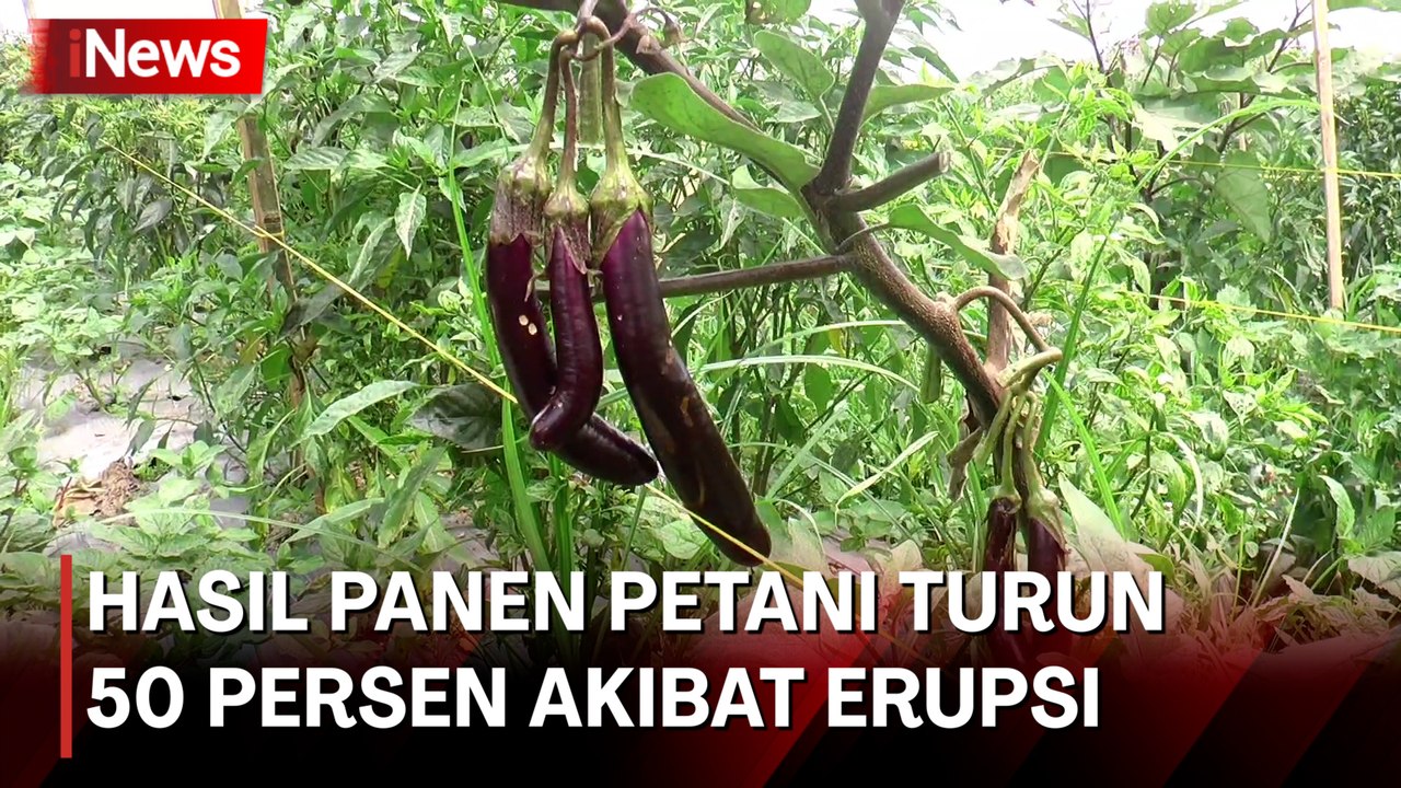 Erupsi Gunung Marapi akibatkan Hasil Panen Petani Turun 50 Persen