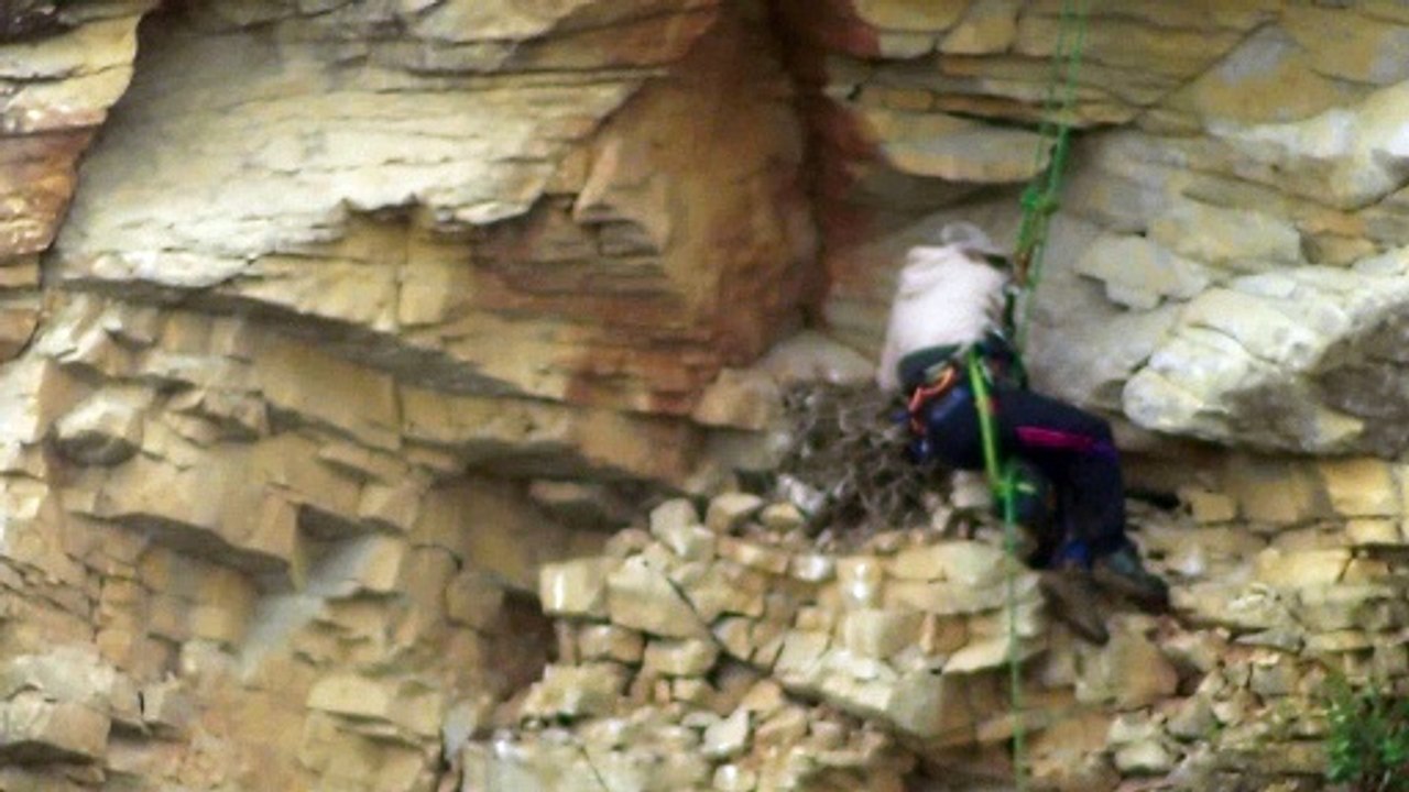 RSPB- footage of peregrine nest - eggs being stolen