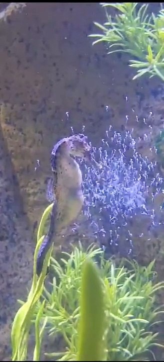 Vídeo mostra nascimento de cavalos-marinhos em aquário de Balneário Camboriú