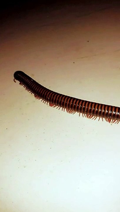 Keede | kida | #kambal kida | #insects | milipede | gadi aayi gadi aayi