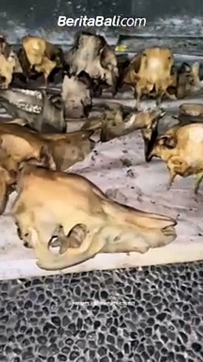 Unik! Ogoh-Ogoh di Banjar Tengah Sesetan Pakai Tulang Babi 🐖