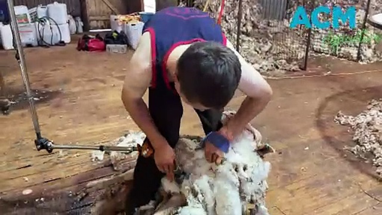 Jamestown shearer Joseph Jacka - January 2024 - Stock Journal