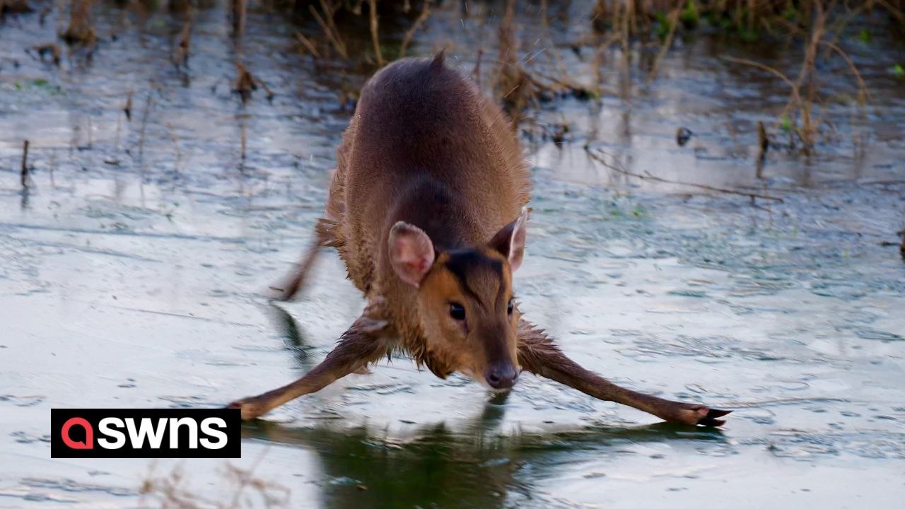 Real-life Bambi on ice moment captured on camera