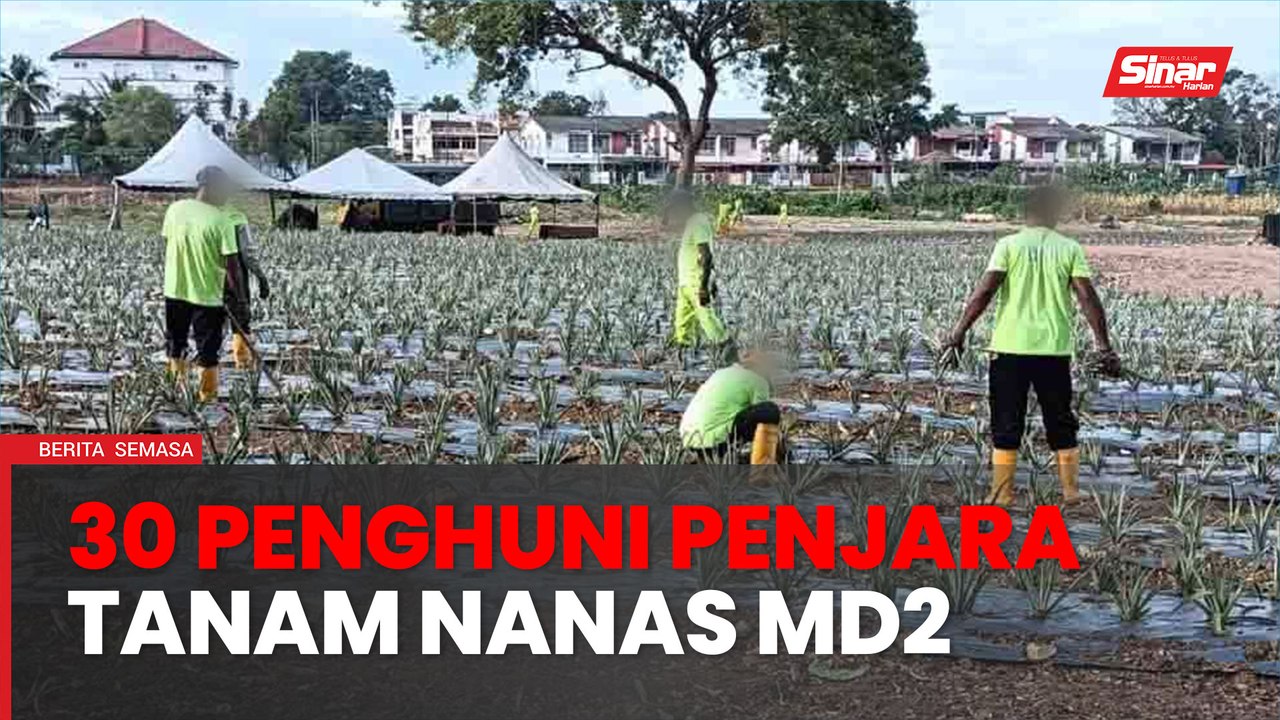 Ladang nanas MD2 'istimewa' dari penjara