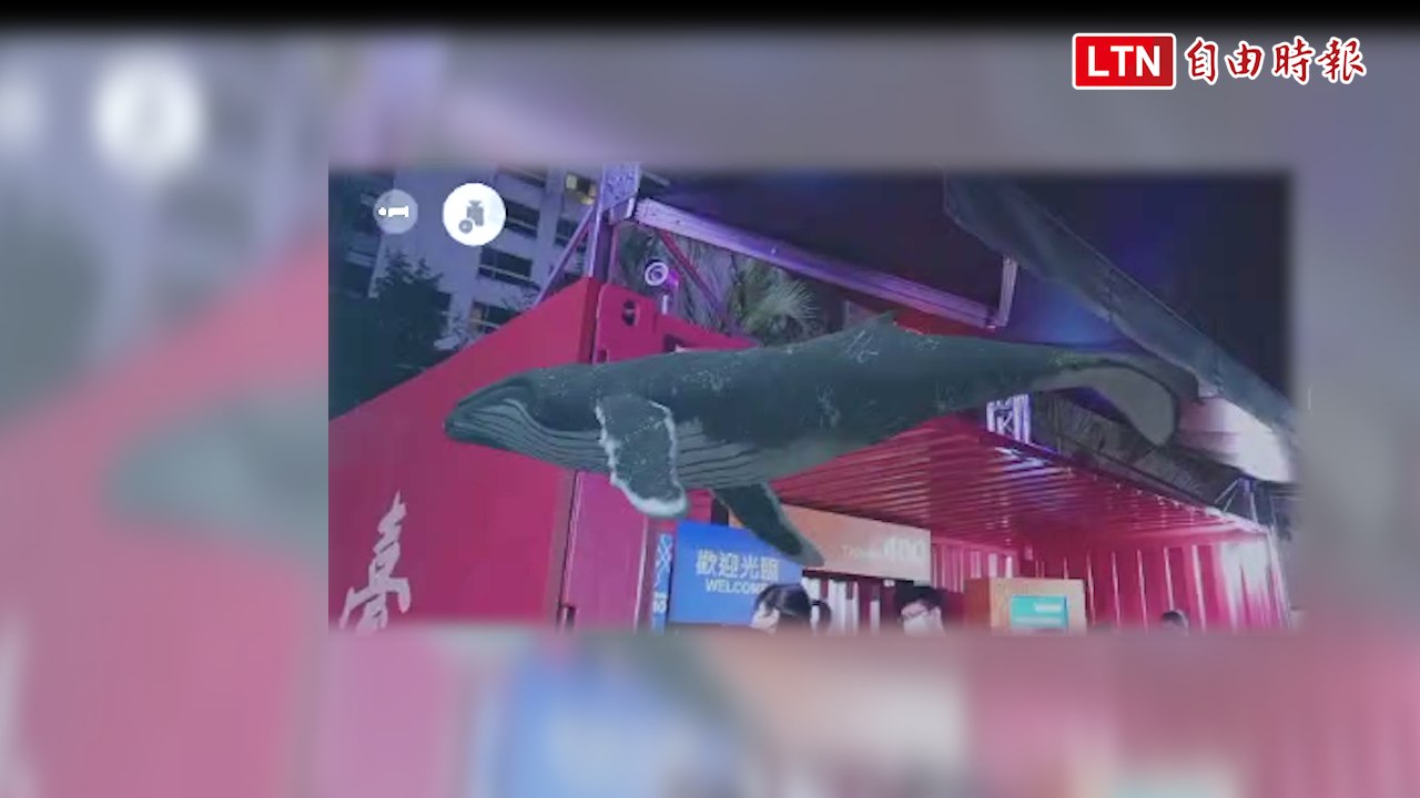 6萬人次捕獲「野生鯨魚空中遊」  快來台南衝一波