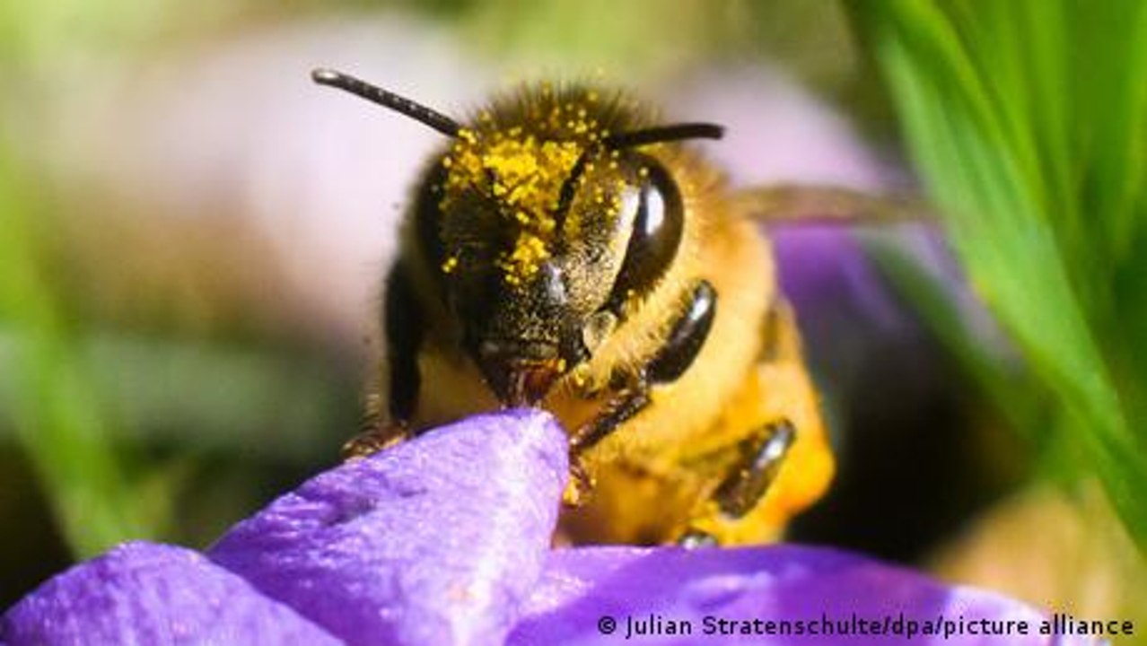 The Perfect Garden for Bees with AI