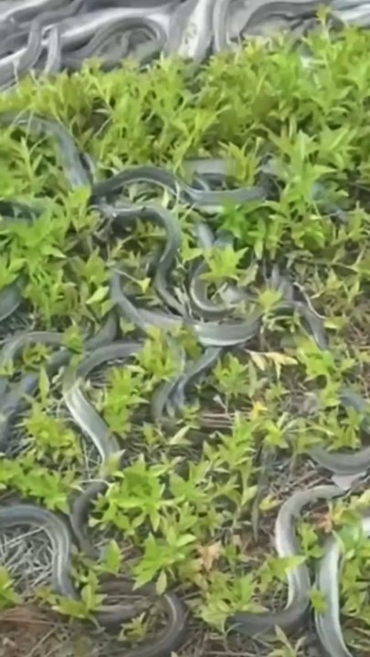 Des pluies d’animaux 