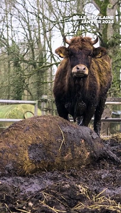 "Des animaux laissés dans la m*rde" : les nouvelles images choc de L214