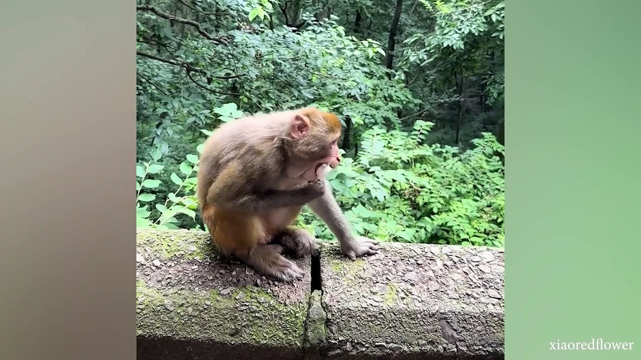 The FUNNIEST Monkeys  Best Compilation_Full-HD
