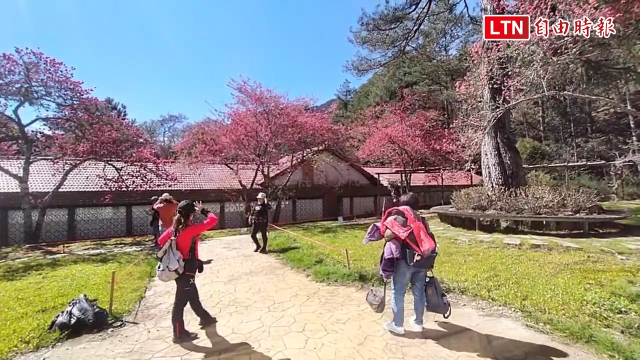 好美！武陵農場櫻花綻放 「紅粉佳人」盛開時間曝