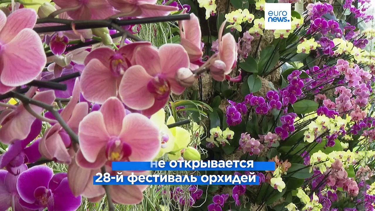 Лондон: орхидеи с Мадагаскара наводнили сады Кью