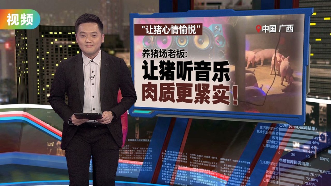 养猪场变“猪界迪斯科舞厅”   养猪场老板：让猪听音乐肉质更紧实！
