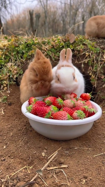 1000083872#Shortsvideos#Shortsvideo.