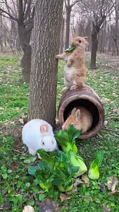 #shortsvideo#shortsvideo