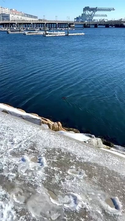 Auk Found Floating In Boston Harbor