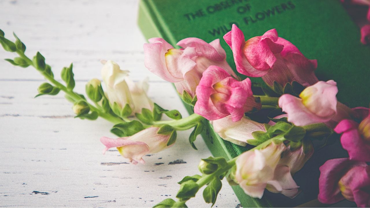 How Romance Novels Influence American Love Lives ❤️