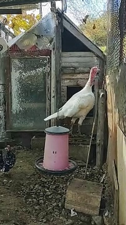 Organic Poultry Farm by SRB Farm