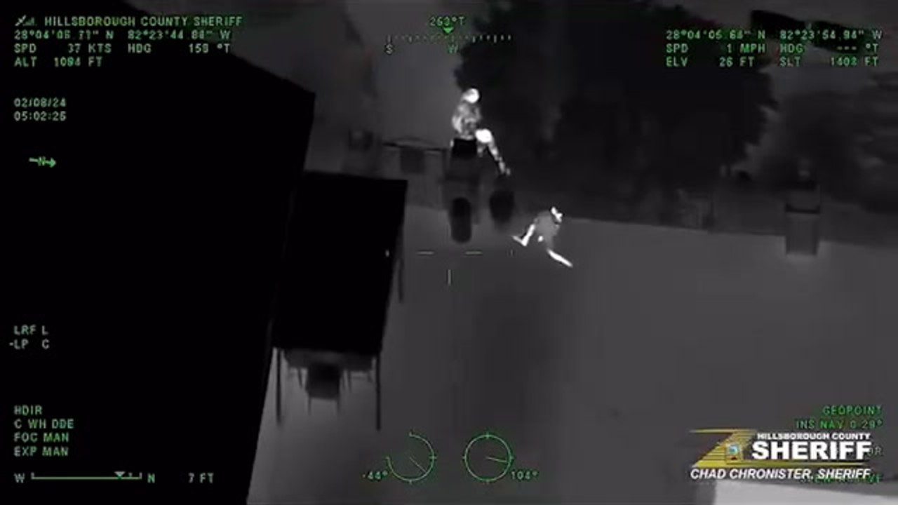 Kangaroo on the loose in Tampa safely reunited with its owner