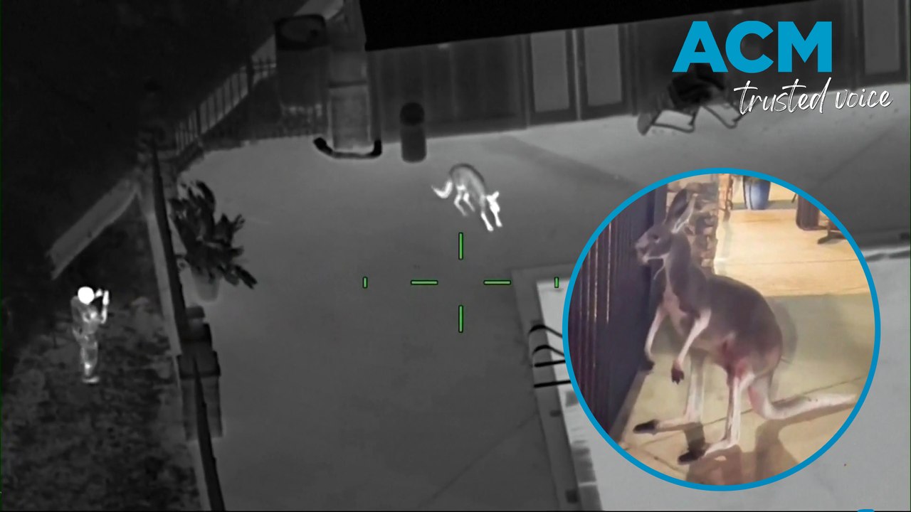 Loose kangaroo spotted in Tampa, Florida apartment complex