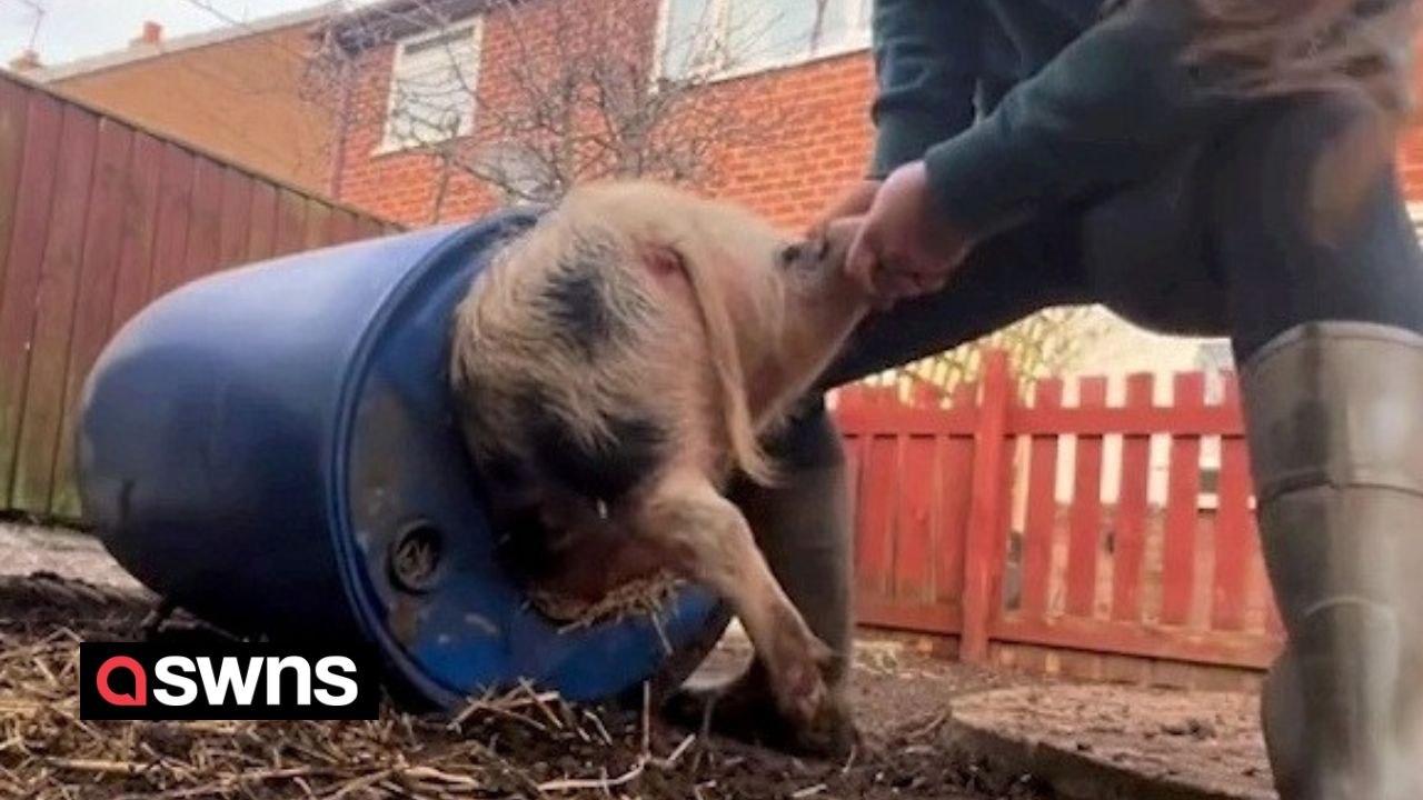 Owner spends 20 minutes rescuing her pet pig after it got itself stuck - in a barrel