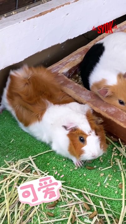 【SYOK最FUN】日本特派篇｜神户六甲山牧场