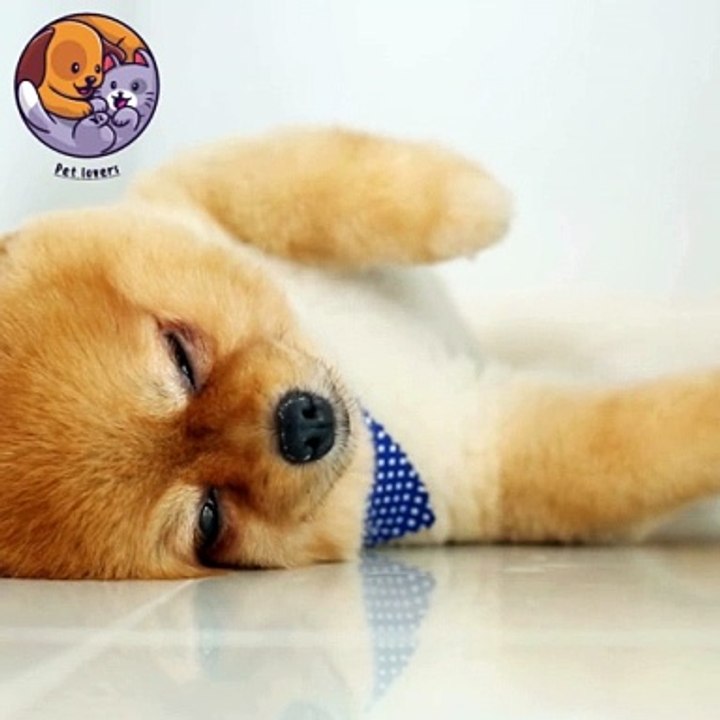 Pet lovers |Dog lovers