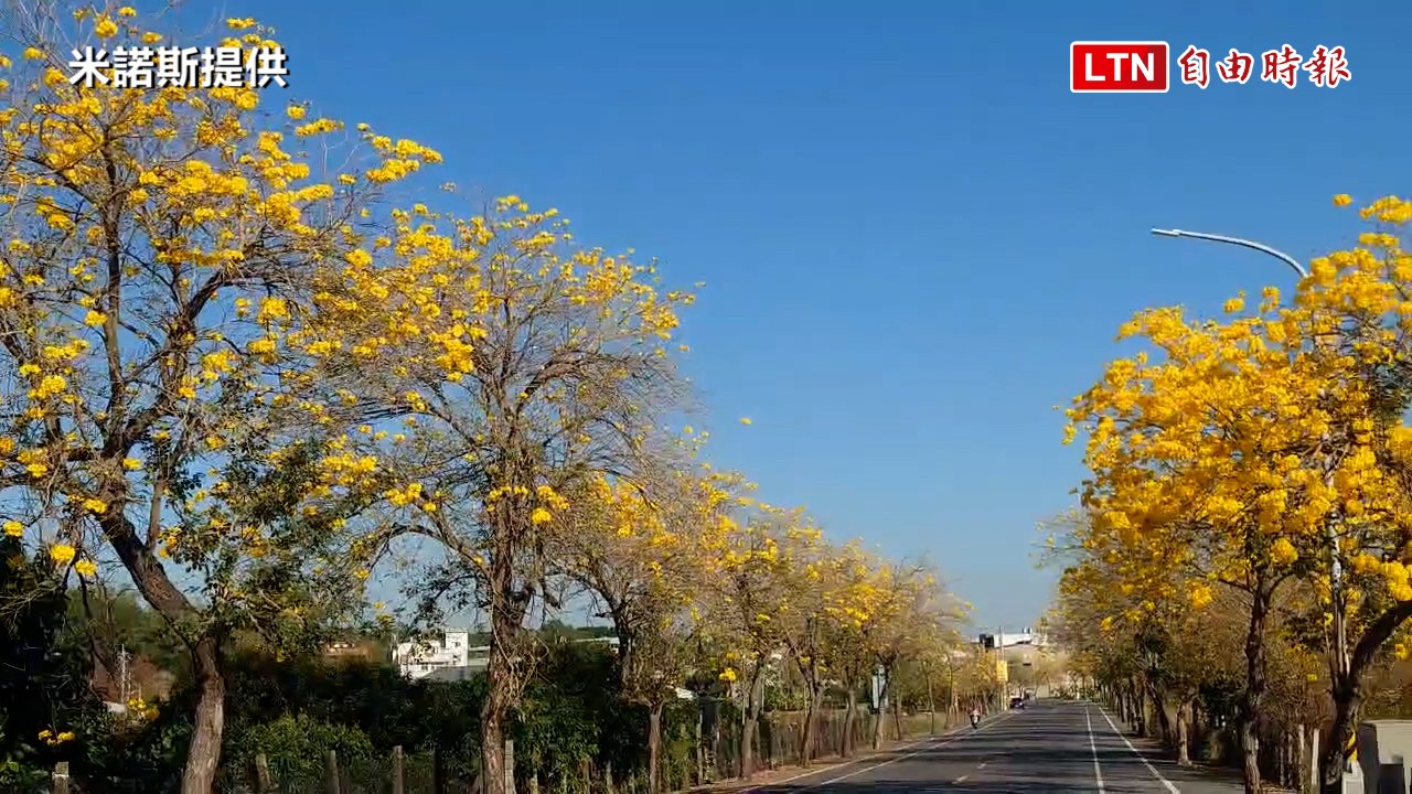 「黃金大道」美呆了！ 彰南路600棵黃花風鈴木大爆花（米諾斯提供）