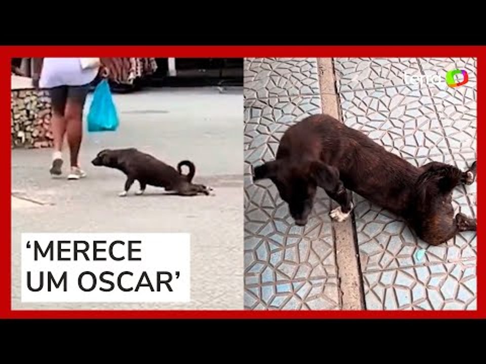 Cachorro 'ator' finge estar machucado para comover pessoas no RJ