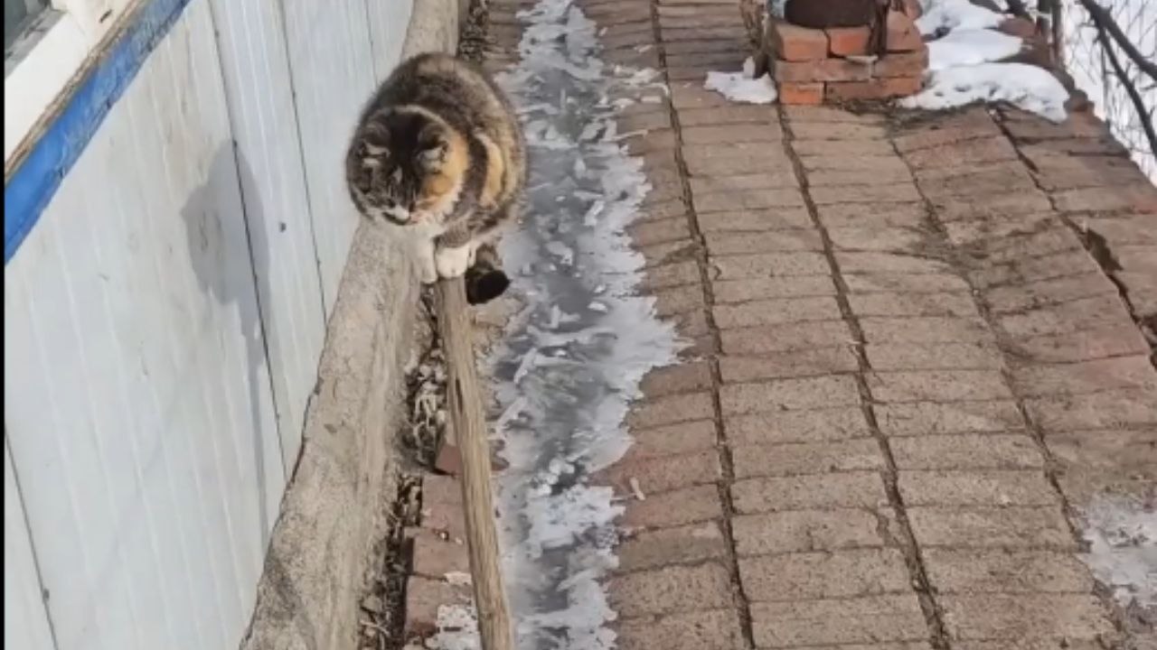Dangerously focused cat showcases its unrivaled balance game