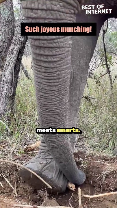 Smart Elephant Snacks | Incredible Display of Strength | BOI