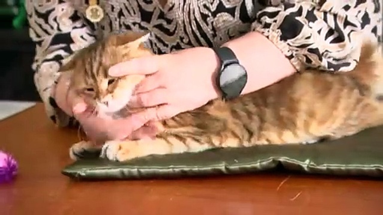 Thousands have flocked to Exhibition Park for day two of the Royal Canberra Show