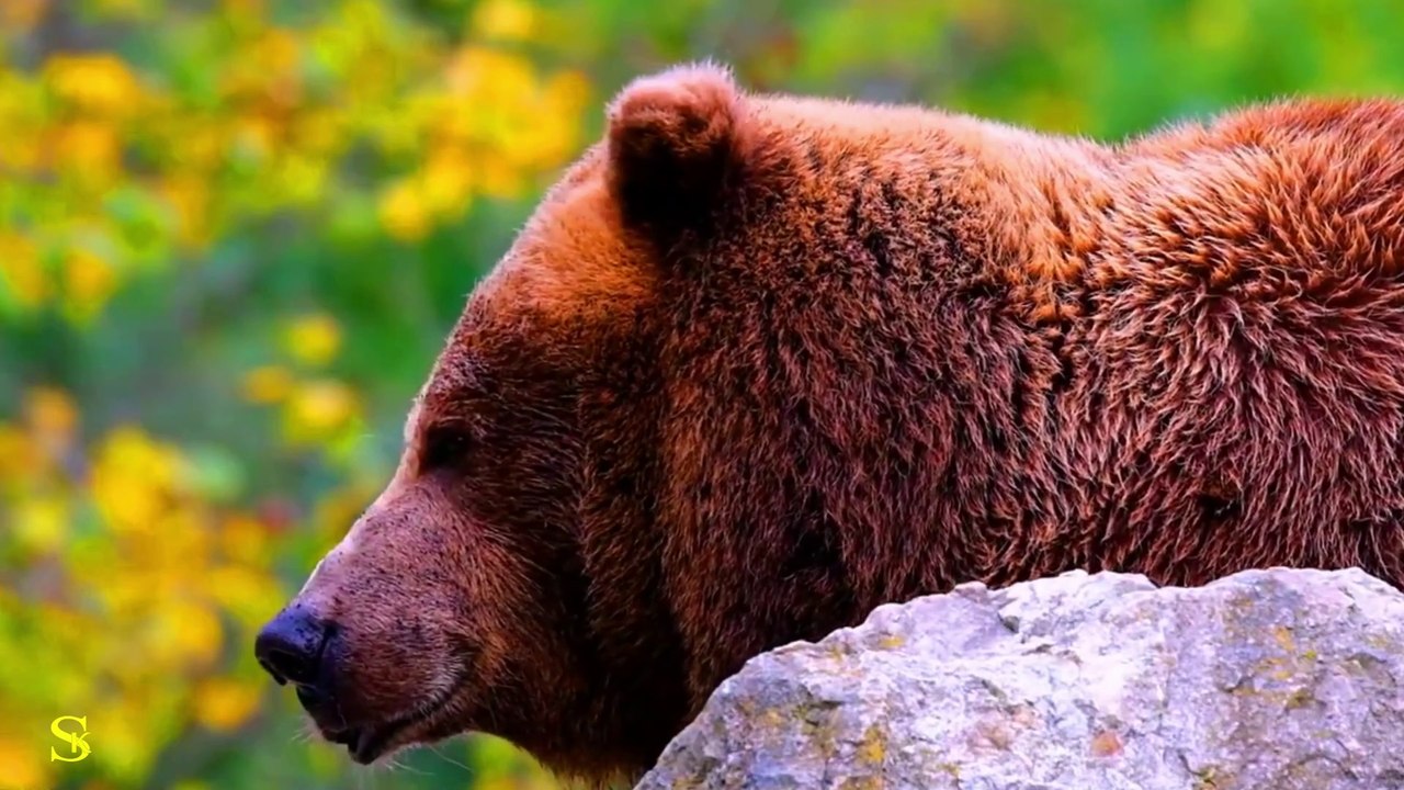 BEAUTIFUL ANIMALS 4K HDR 60fps VIDEO 4K HDR 60fps Dolby Vision _ Finest Detail _4K ULTRA HDR VIDEO