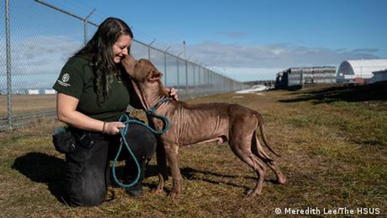 Safe at last: Dogs rescued from Indonesian slaughterhouse arrive in US