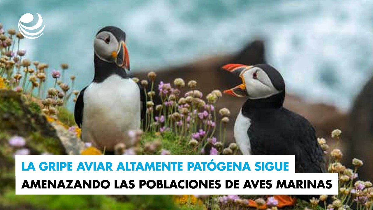 La gripe aviar altamente patógena sigue amenazando las poblaciones de aves marinas