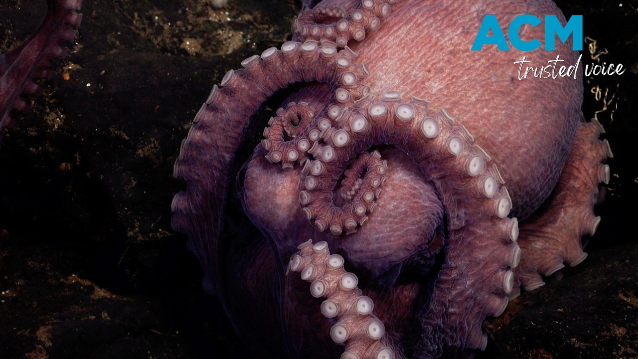 Deep-sea explorers discover four new species of octopus