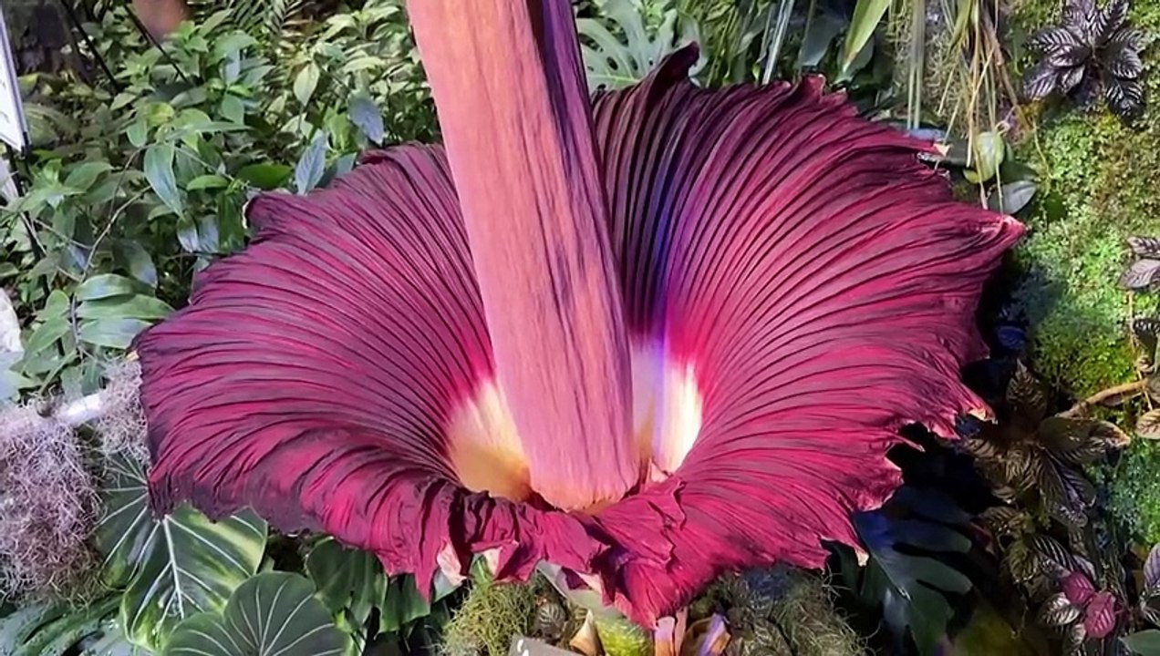 جميلة لكنها نتنة... حشود كبيرة تصطف لرؤية واشتمام زهرة الجثث