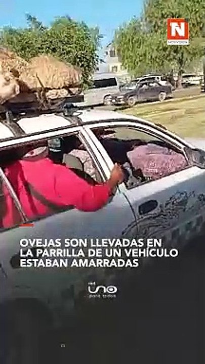 Ovejas son llevadas en la parrilla de un vehículo, estaban amarradas