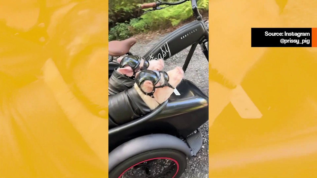 Hauska video: tutustu Popiin ja Penniin, porsaisiin, jotka rakastavat moottoripyöräajeluita